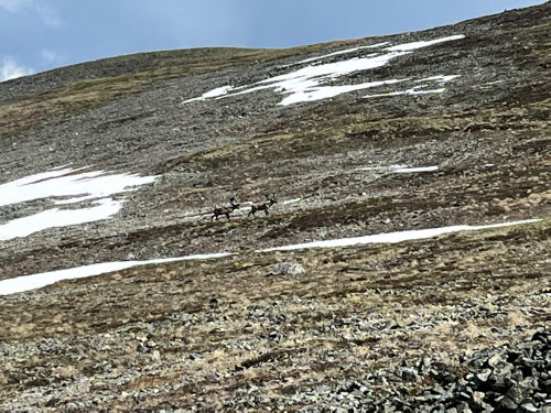 Photo 2022-297 : Two caribou - we are keeping our distance!