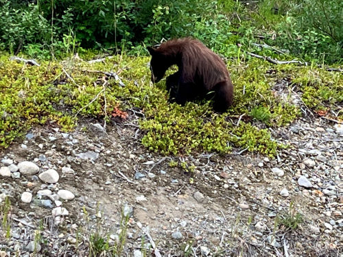 Photo 2022-299 : Young black bear seen along the Klondike Hwy