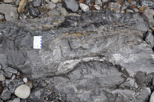 Photo 2022-378: Fig. 7C. Wet surface in the Costigan Member allows to see stromatolite which is brecciated from the top