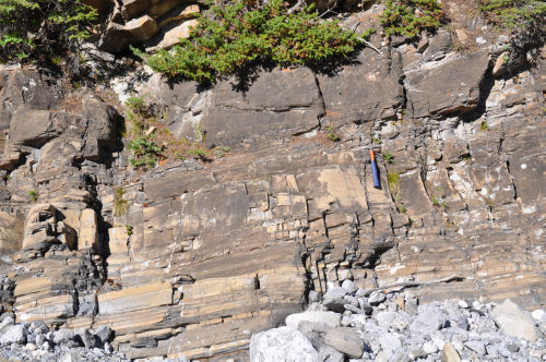 Photo 2022-379 : Fig. 8A. An outcrop of the basal Banff strata at stop 5 showing vivid turbiditic rhythmicity in the basal portion and convoluted lamination in the  ...