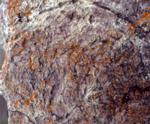 Photo 2022-406 : Fig. 7B. Photograph of one of the stromatolite bioherms that constitute the biostrome in the Tahiratuaq group (Ps4).