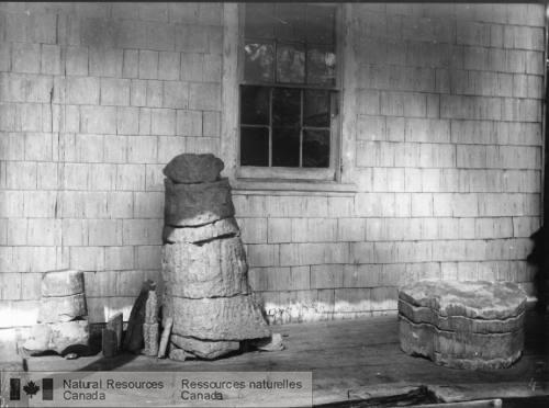 Photo 294 : Arbre fossilisé, Nouvelle-Écosse, 1879