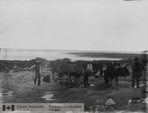 Photo 301 : Gathering seaweed, Foots Cove, Yarmouth County, N.S