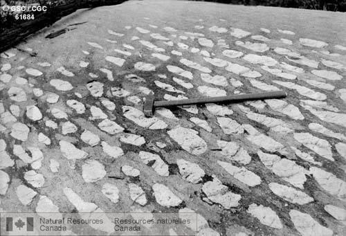 Photo 61684 : Dallage de lentilles de quartz incrustées dans des granodiorities porphyritiques, rivière Winnipeg. (Man)