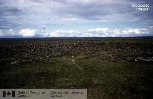 Photo KGS-562 : Caribous à environ 25 milles au nord de l'extrémité ouest du lac Aberdeen, camp 6. On estime à 15 000 le nombre de caribous observés à moins de 5  ...