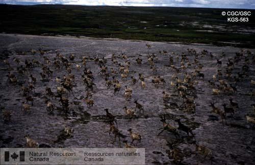 Photo KGS-563 : Caribous à l'ouest du lac Aberdeen