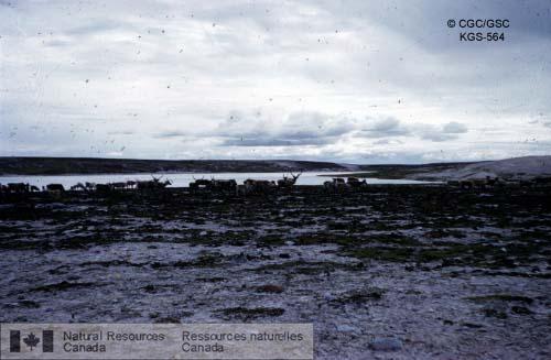 Photo KGS-564 : Caribous au nord du lac Aberdeen