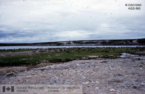 Photo KGS-565 : Caribous au nord du lac Aberdeen